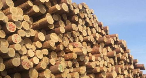 近期全国多地木材价格再次上涨
